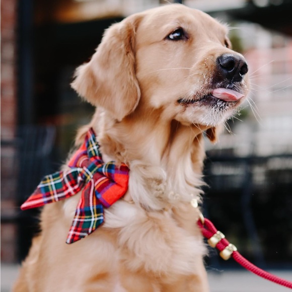 NEW The Foggy Dog Ruby Marine Rope Dog Leash (5ft Petite) - Picture 8 of 9